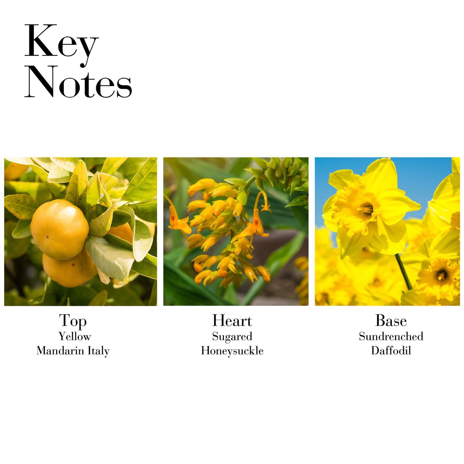 Sunflowers Sunrise Eau de Toilette 100ml image number null