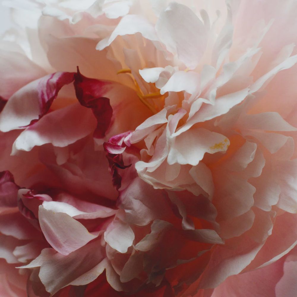 Peony & Blush Suede Pre Wrap EDC 100ml image number null